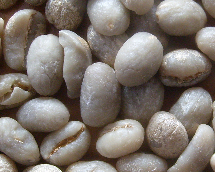 云南咖啡生豆 精选咖啡水洗圆豆 咖啡烘焙生豆 保山小粒咖啡.