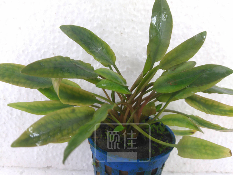 鱼缸水族箱_咖啡椒草 真水草批发 观赏水草 鱼缸水族箱造景 装饰 批发