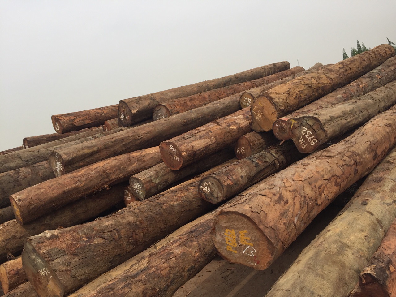 第伦桃  原木 五桠果   张家港胜鼎木材