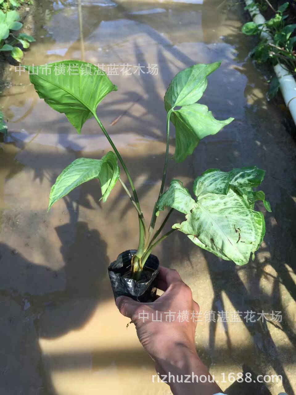 合果芋 高20-25厘米 白蝴蝶 亮叶 朱蕉 银边沿阶草 肖黄栌 绿化