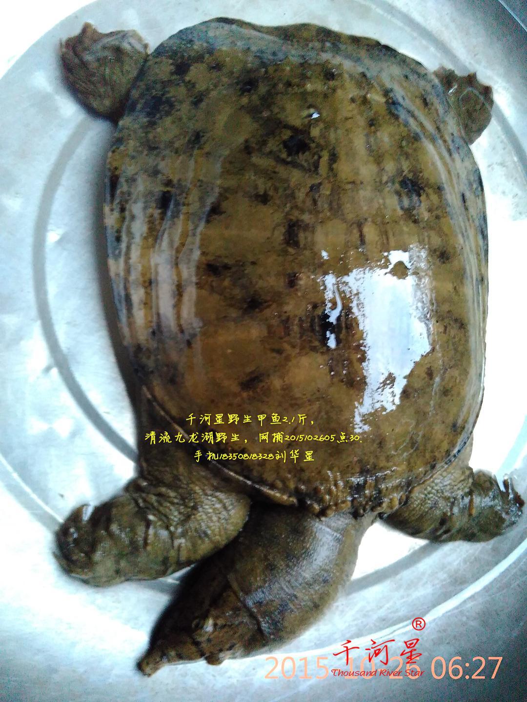 山河星生态天然水鳖 甲鱼团鱼王八九龙湖贡鱼生鲜福建三明清流溪