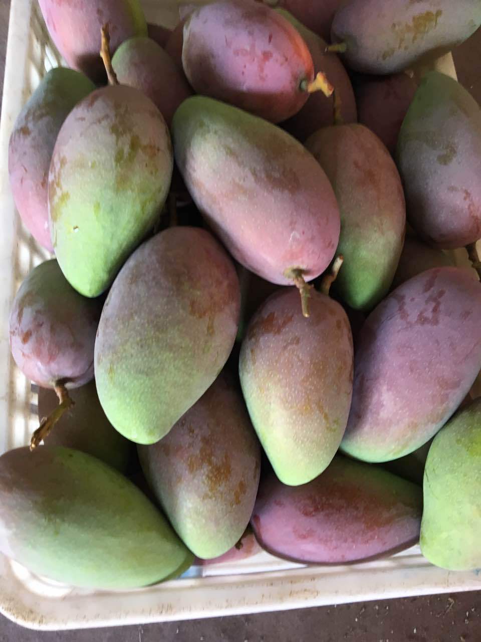 广西百色小贵妃芒果5斤新鲜水果批发 微商货源一件代发包邮