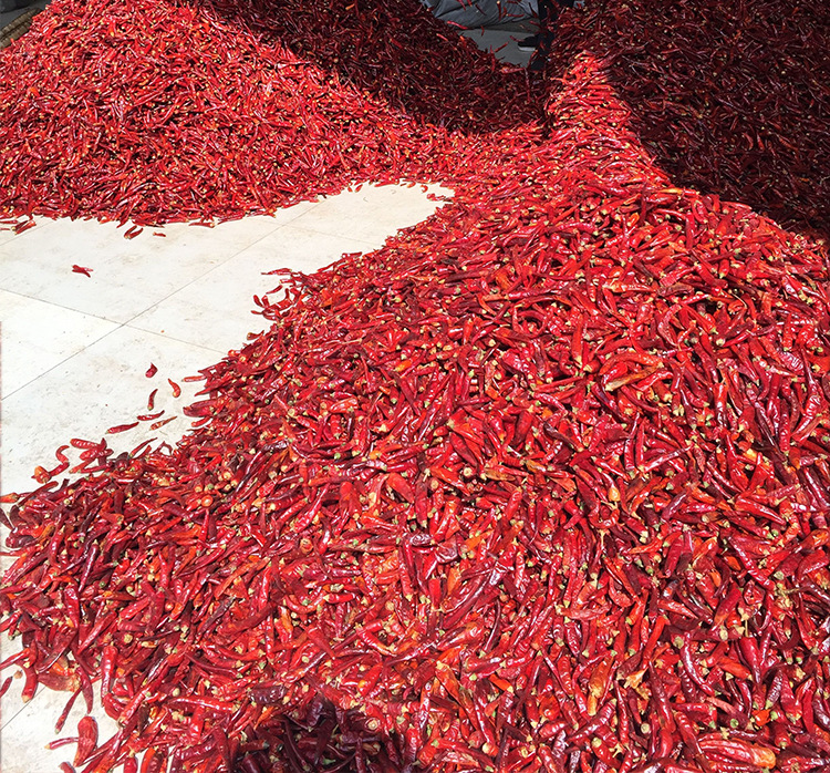 贵州朝天椒七星椒遵义特产虾子辣椒1000g优质新货48元