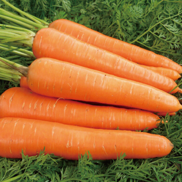 新鲜蔬菜农家有机小胡萝卜500克蔬菜沙拉精品健康营养胡萝卜批发