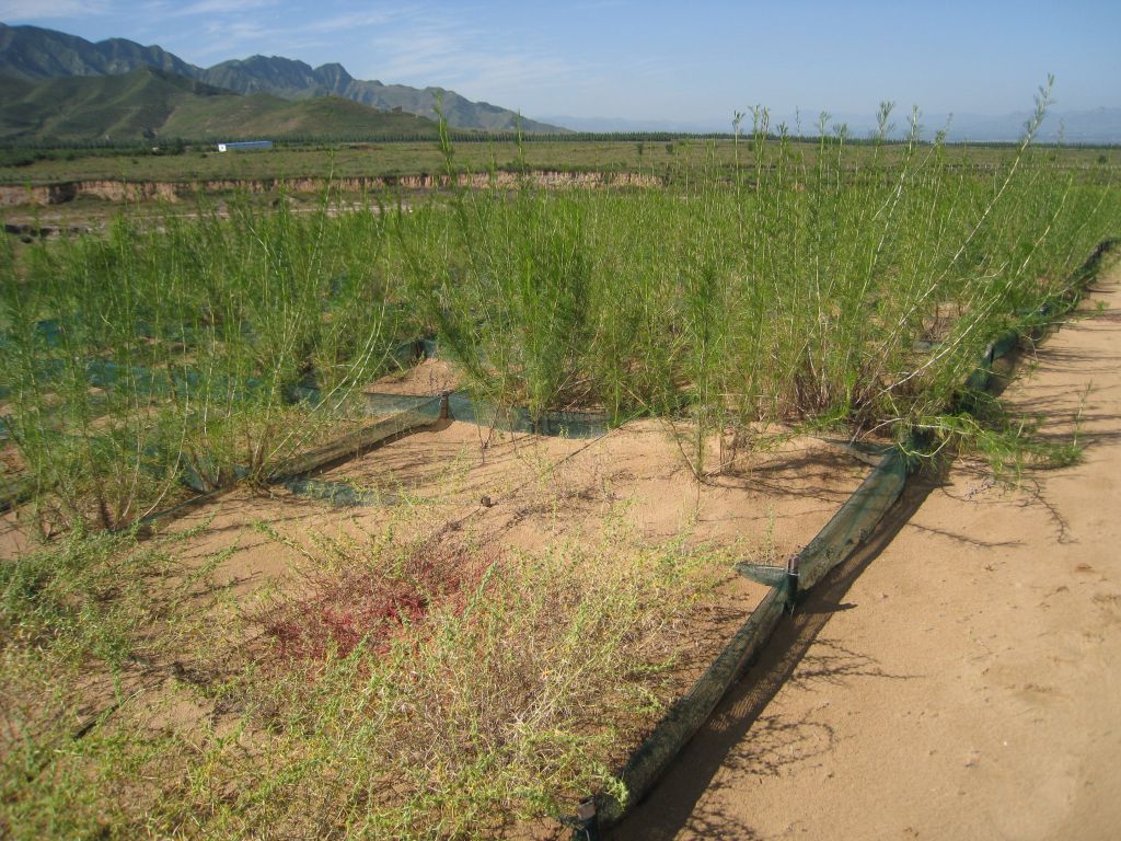 厂家直销2016优质牧草种子--沙蒿,产量高,耐旱,养分价值高