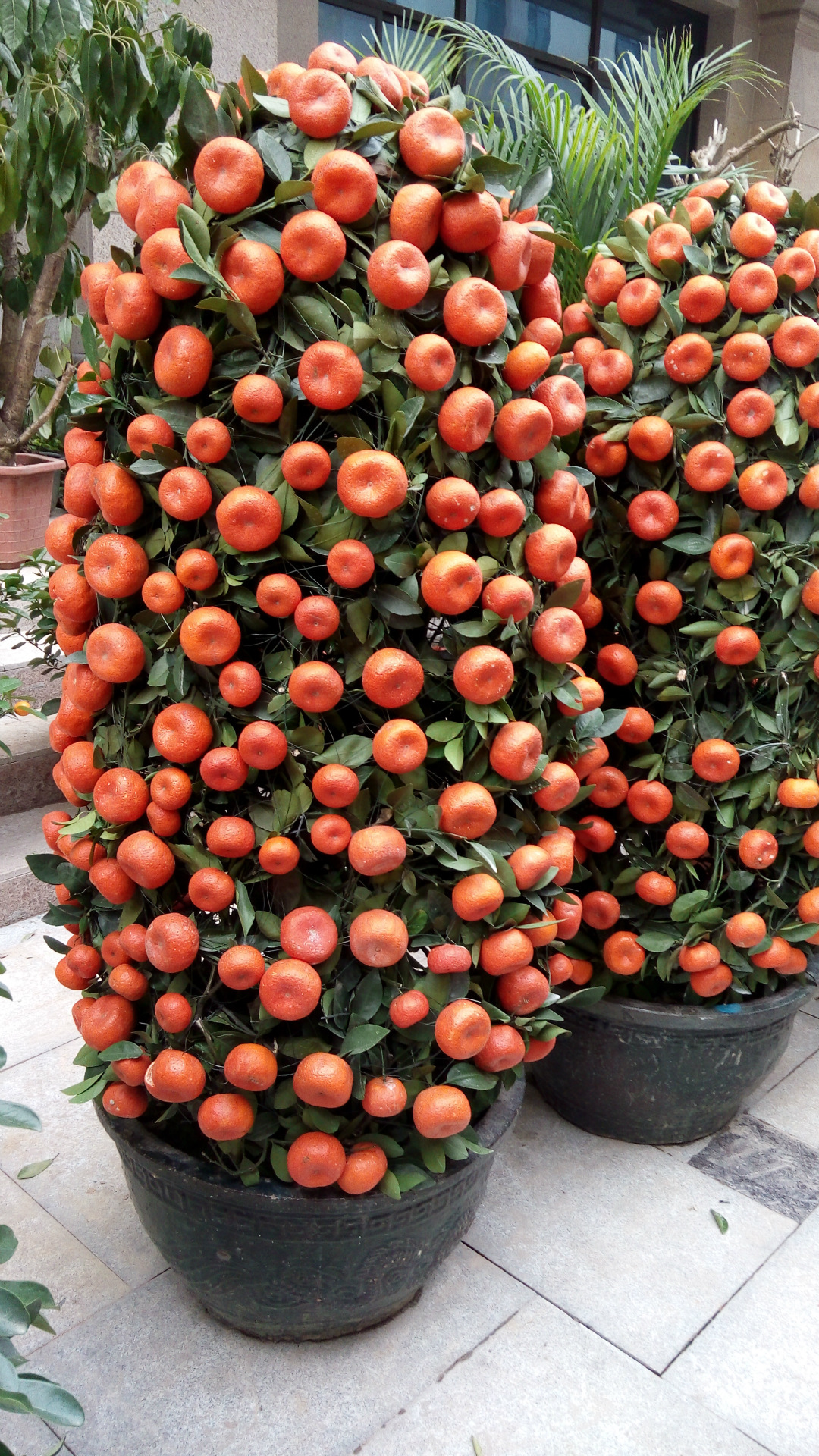 广西南宁批发朱砂桔 单位大门摆设 苗圃基地直销 市区内送货上门