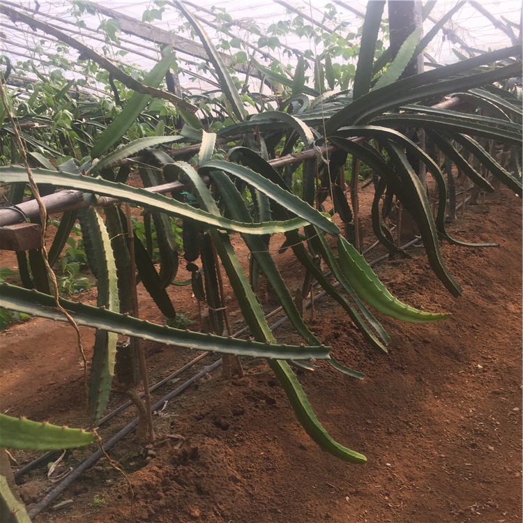 泰安开发区航远苗木种植中心 供应信息 果树 30公分高红心火龙果苗