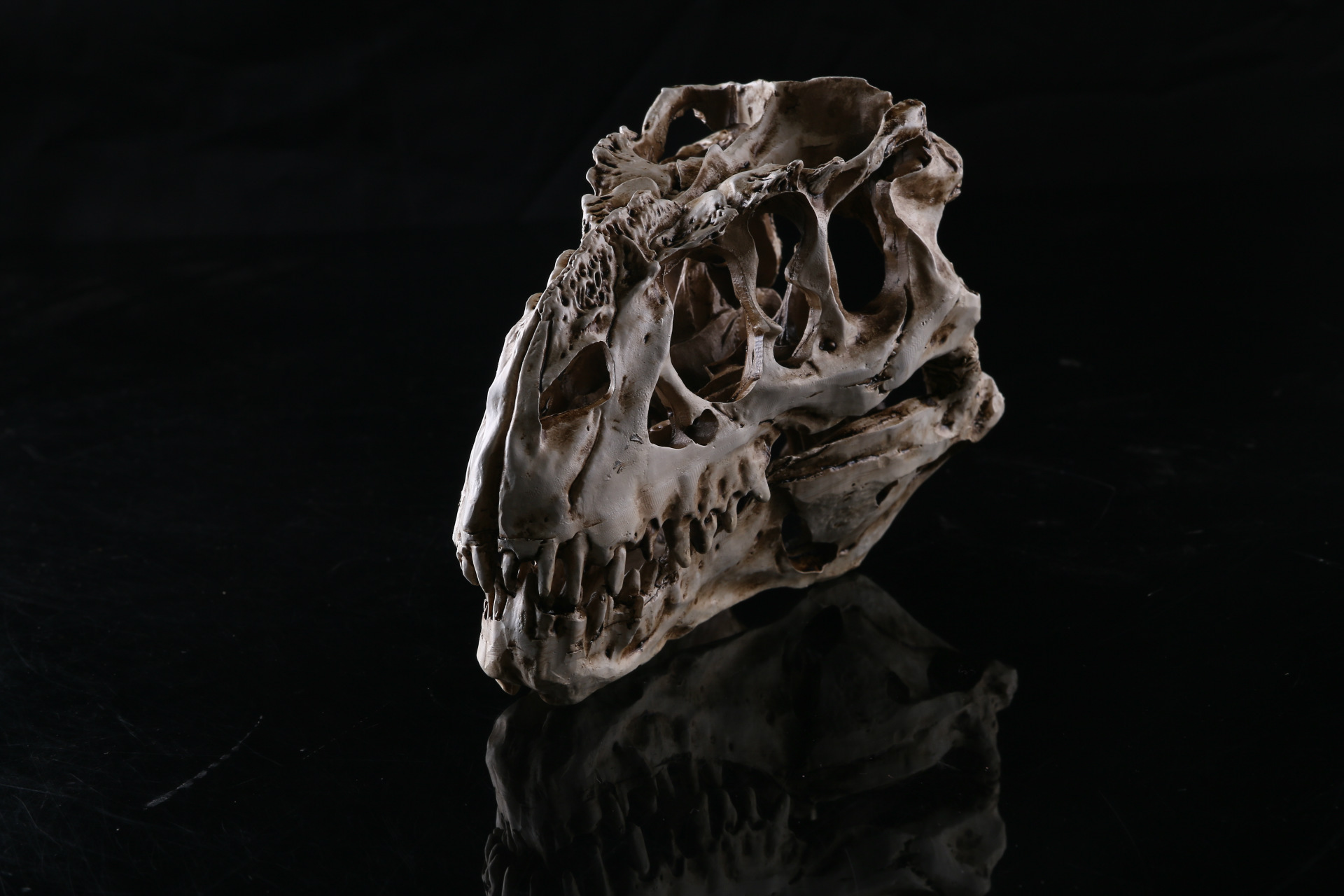 专供外贸室内摆设个性装修霸王龙恐龙头骨标本树脂骷髅头 万圣节