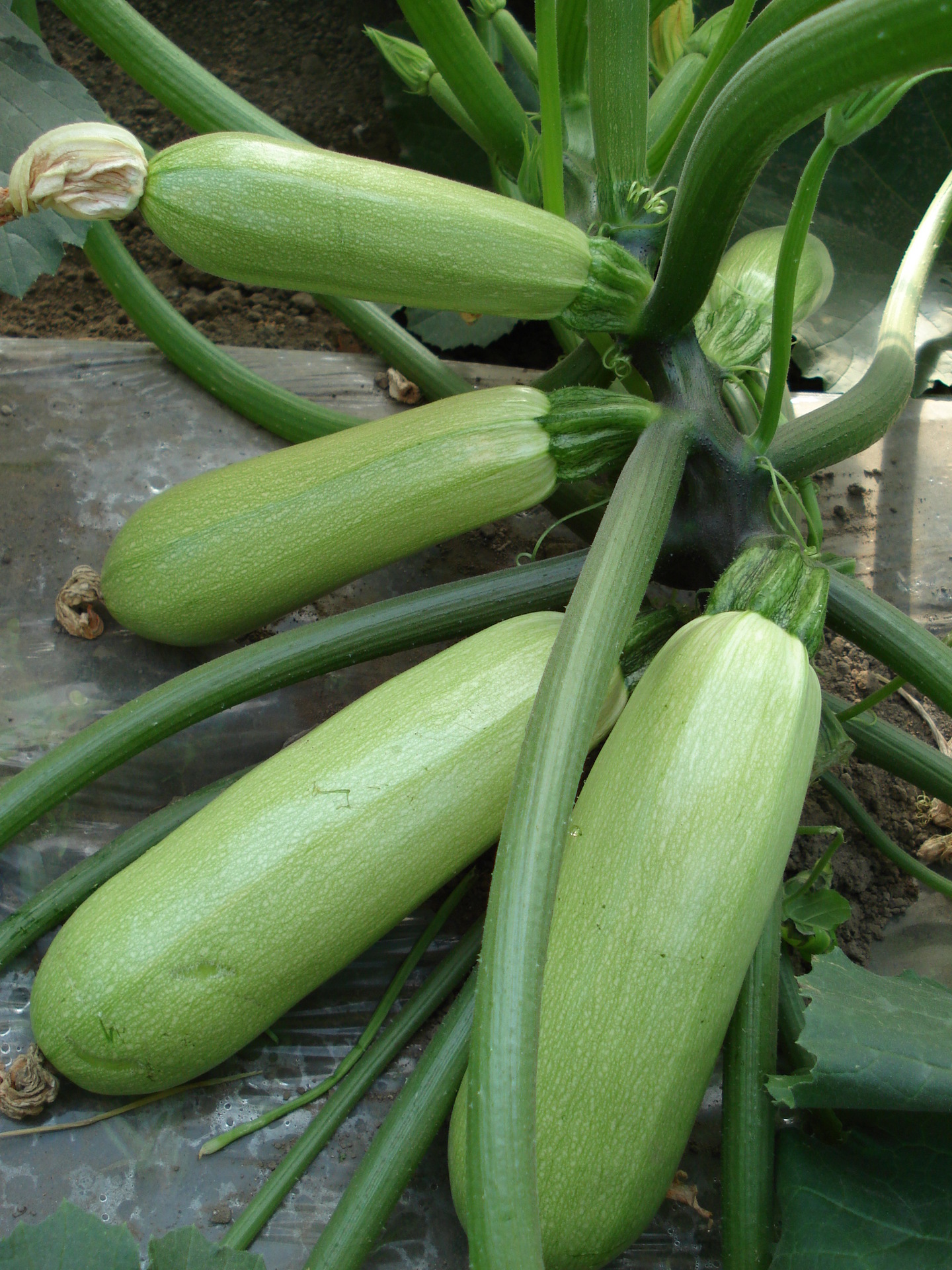 供应蔬菜 玉童西葫芦 优质蔬菜种子 罐装西葫芦种子