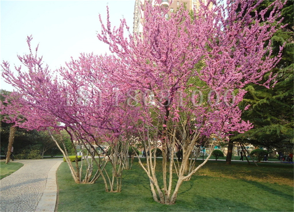 批发紫荆种子 庭院盆栽花木种子 绿化苗紫荆花树种子巨紫荆种子