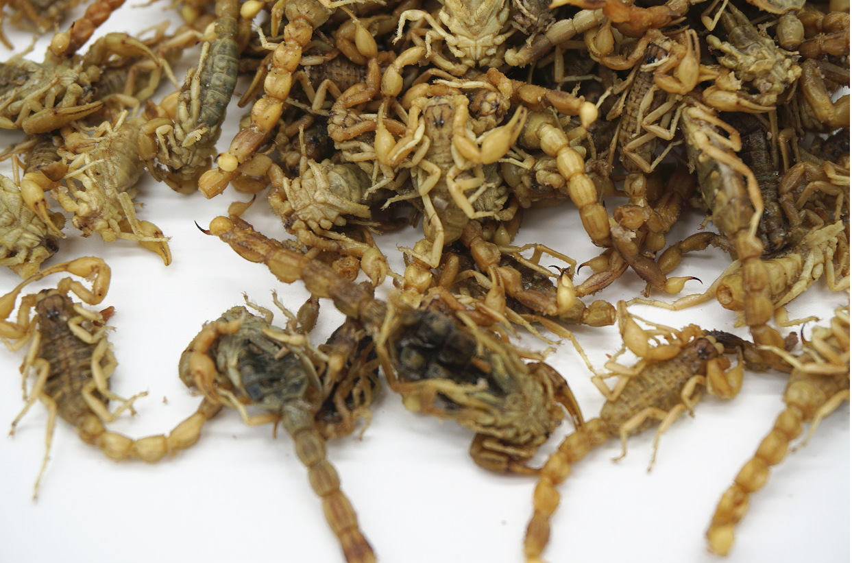 全虫 蝎子 宁夏小黄蝎 有肚子 盐水货7成干 配药用 达标准 - 养殖批发