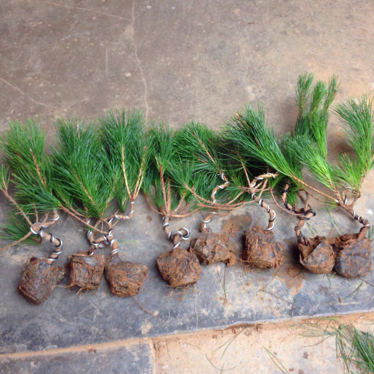 黑松盆景松树 啊哥盆景 黑松小苗3年苗 黑松已造型带土球包邮