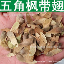 林木种子 五角枫种子 秀丽槭 枫树种子丫角枫五角槭 1件=1斤