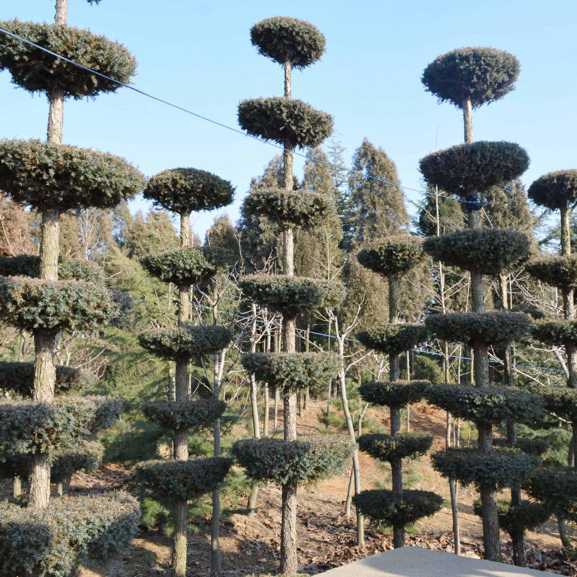 华颖农场 蜀桧造型 园林植物 乔木 园林绿化 绿化工程苗木.