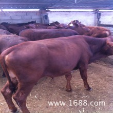 鲁西黄牛 肉牛养殖场出售改良肉牛犊 西门塔尔小牛 育肥利木赞牛