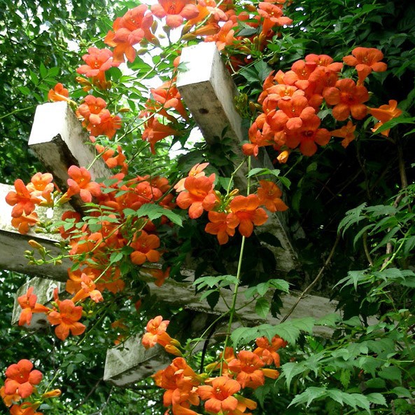 藤本植物 攀援花卉 美国凌霄树苗 别墅绿化 凌霄花 藤本凌霄