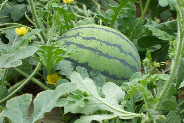 京欣一号西瓜种子 水果种子 大田西瓜用种 早熟高产抗病 5.