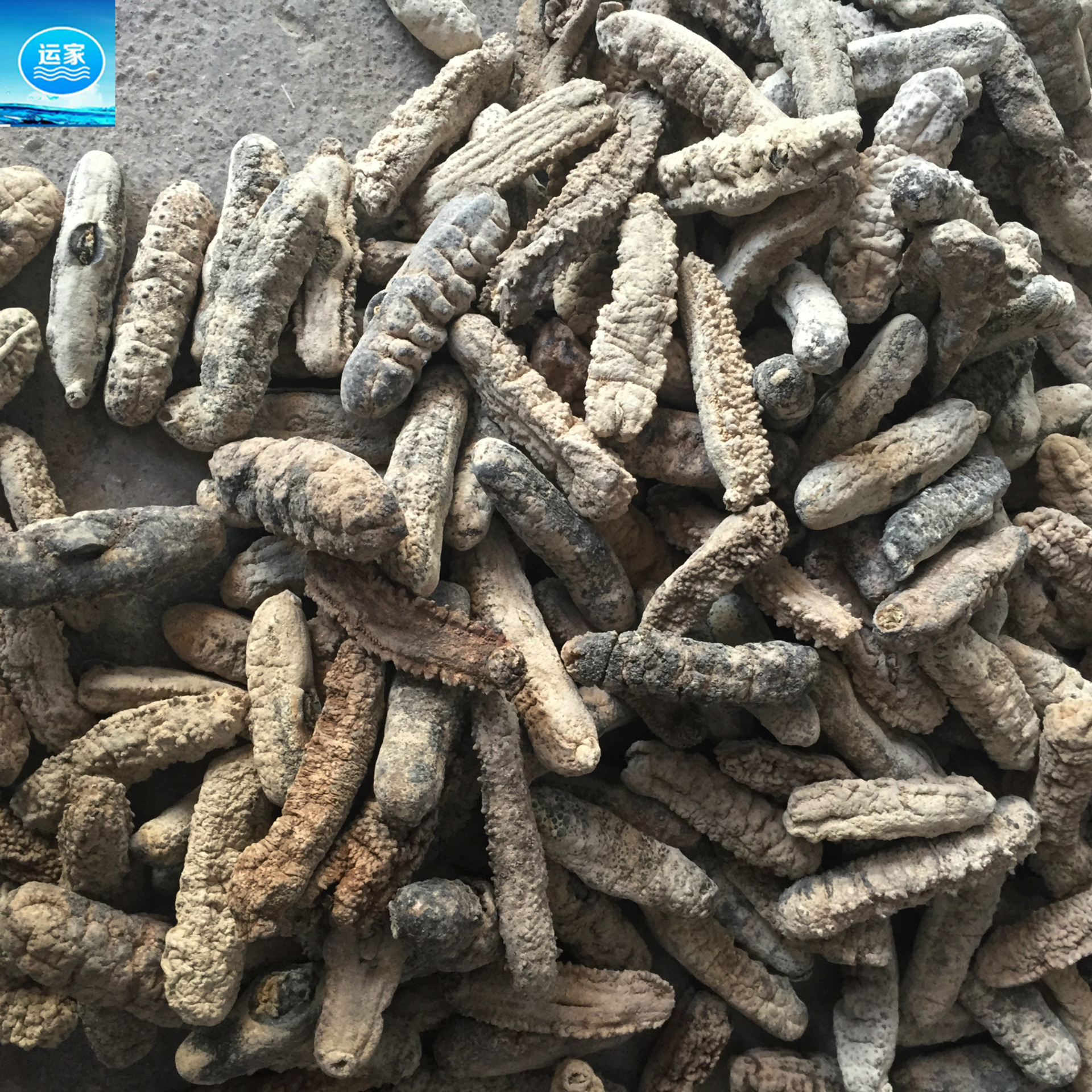 批发猪仔黄参猪母黄玉参黄肉参淡干白玉参18头98干发量高