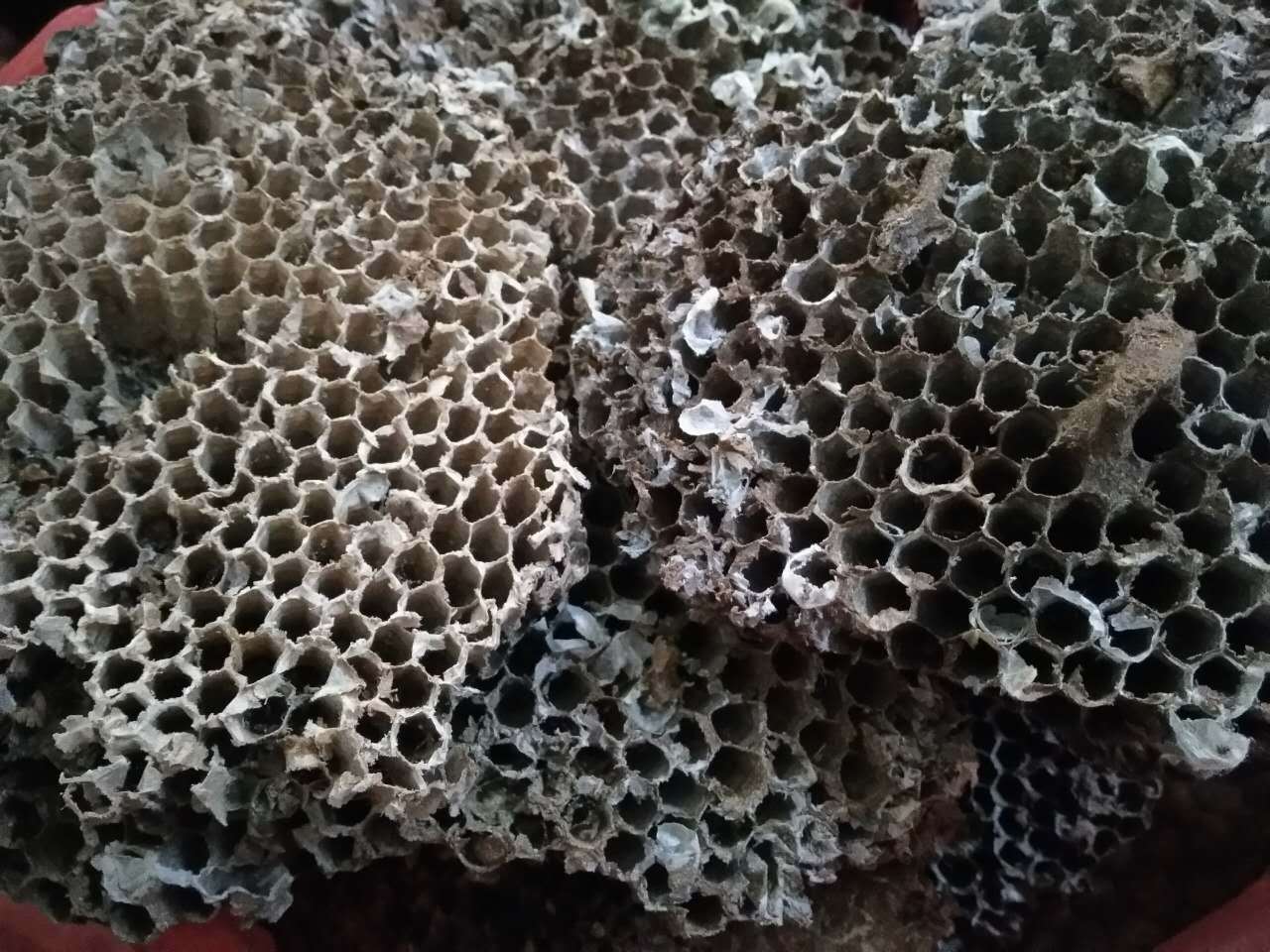 蜂房野生马蜂窝优质六角形蜂巢广西中药材批发莲蓬式野蜂窝有大货