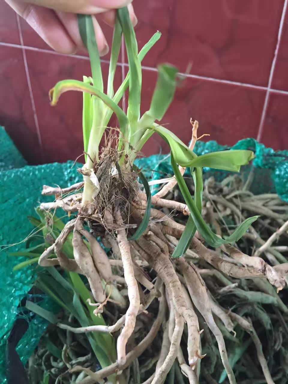 黄花菜种苗批发优质金针菜种子祁东县忘忧草原产地
