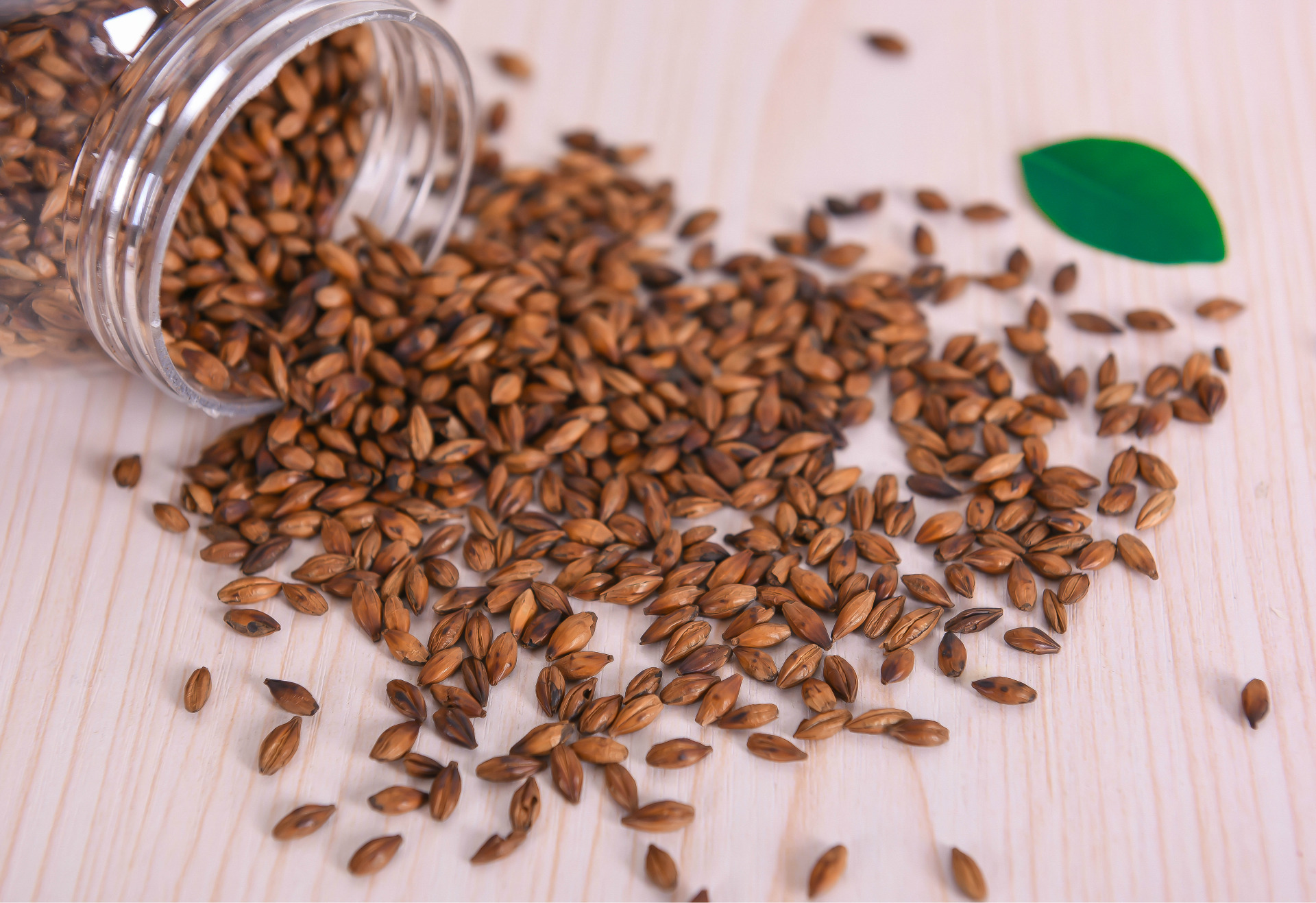 批发优质大麦茶 一手花果茶批发