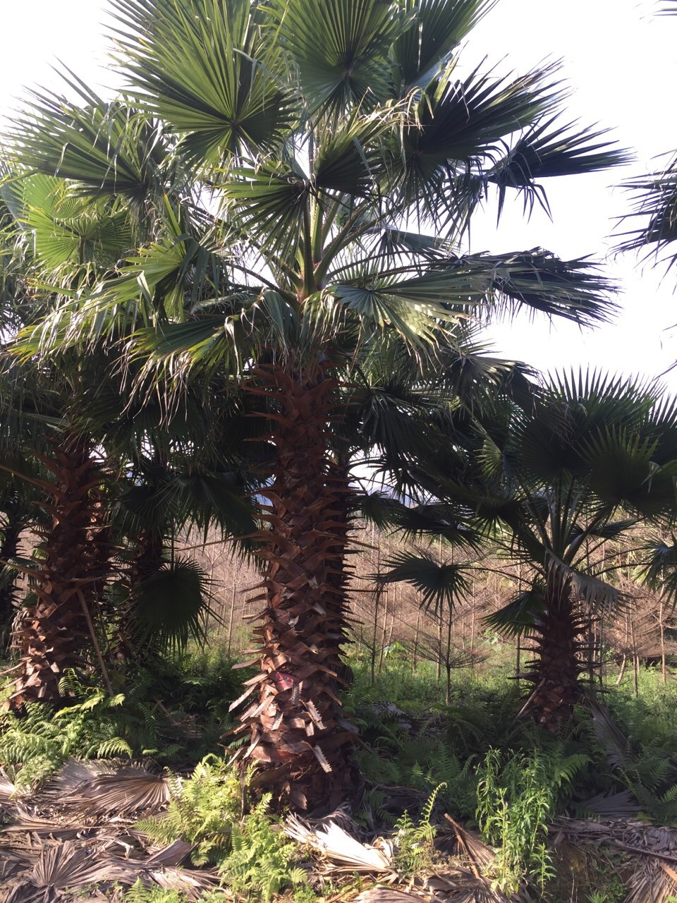 老人葵 (华棕)场地直销 常年供应