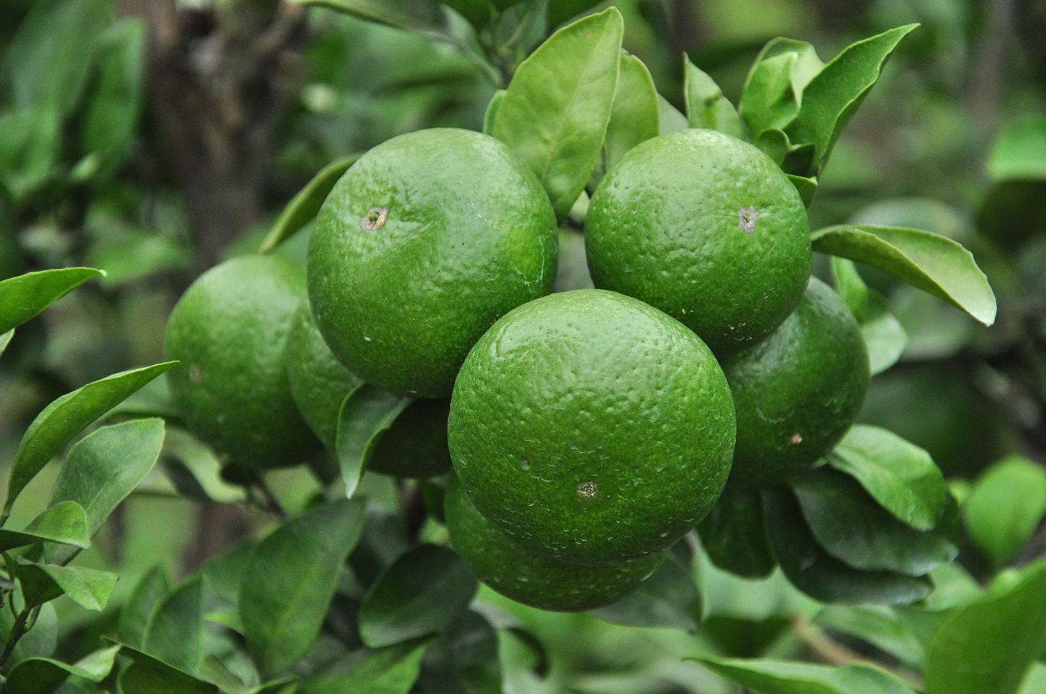 湖南江永回峰蜜桔寻乌蜜桔新鲜水果青皮桔子蜜橘子5斤采源宝货源0