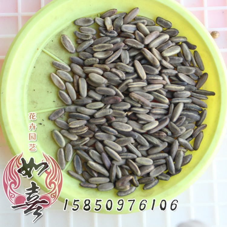 批发新采凤凰木种子 颗粒饱满 凤凰木种子价格 保质保量包发芽