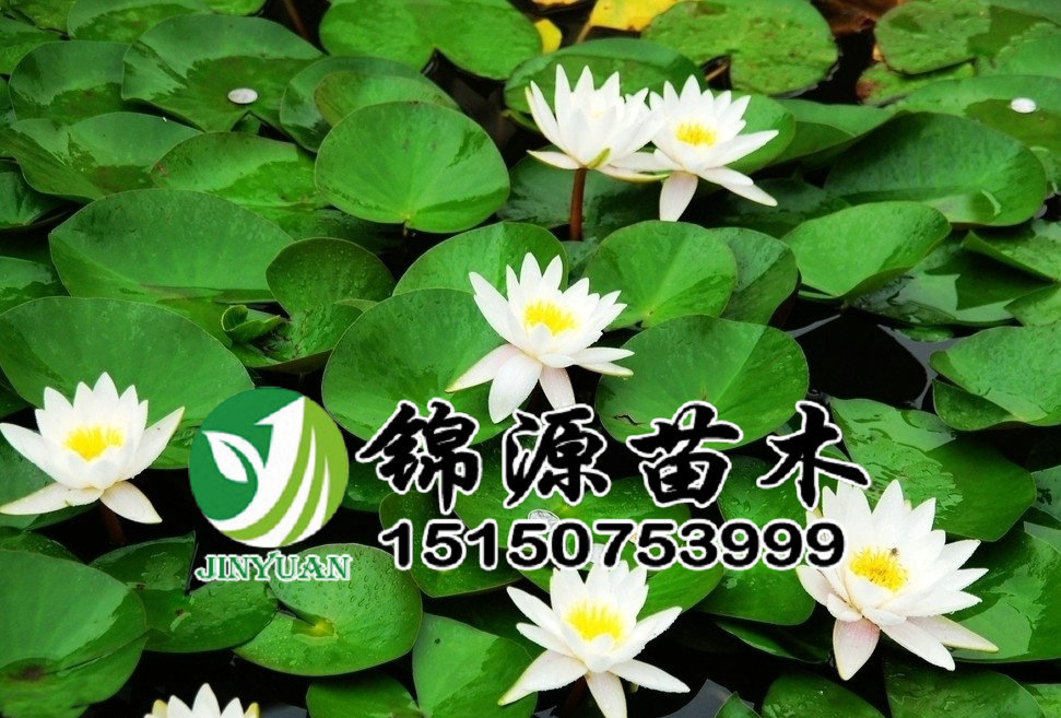批发供应睡莲 睡莲工程苗 睡莲小苗