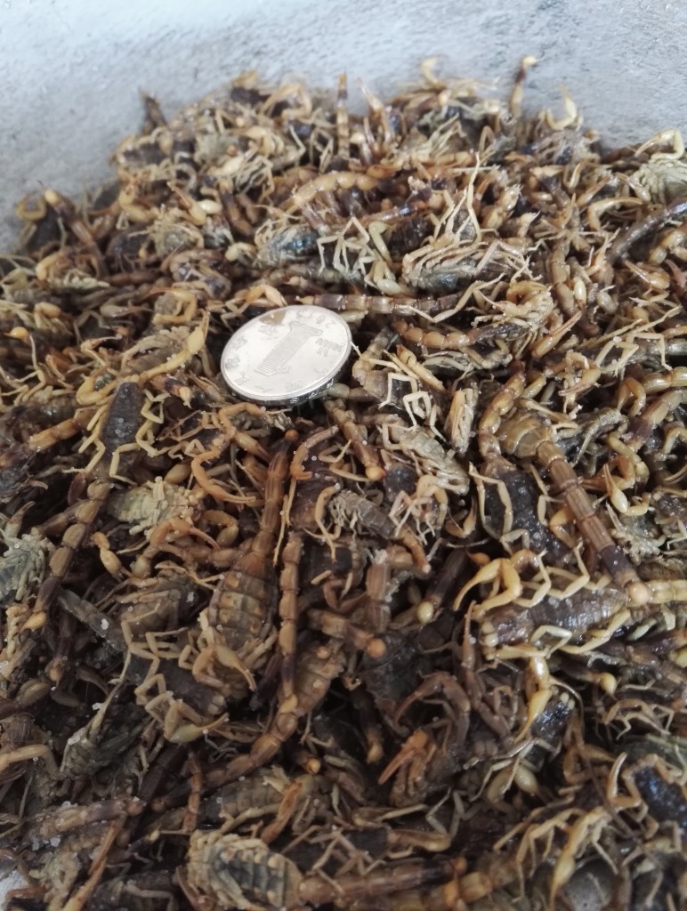 可开票中药材批发淡盐水全虫全蝎蝎子整条