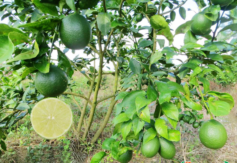 柠檬苗优质纯正果苗专业繁育无*虫害无公害大棚设施繁育