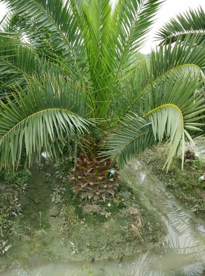 加拿利海枣  杭州萧山驻点需要配货可以直接萧山发货