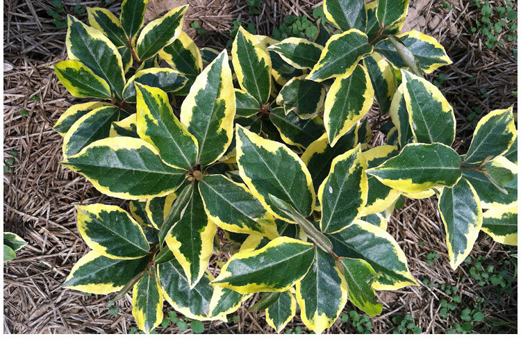 法国金边埃比胡颓子绿化苗木金边胡颓子进口彩叶苗木基地直销