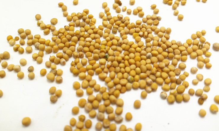 黄芥子 荆芥子 黄芥籽500克 可以免费代磨芥末粉 食用凉菜