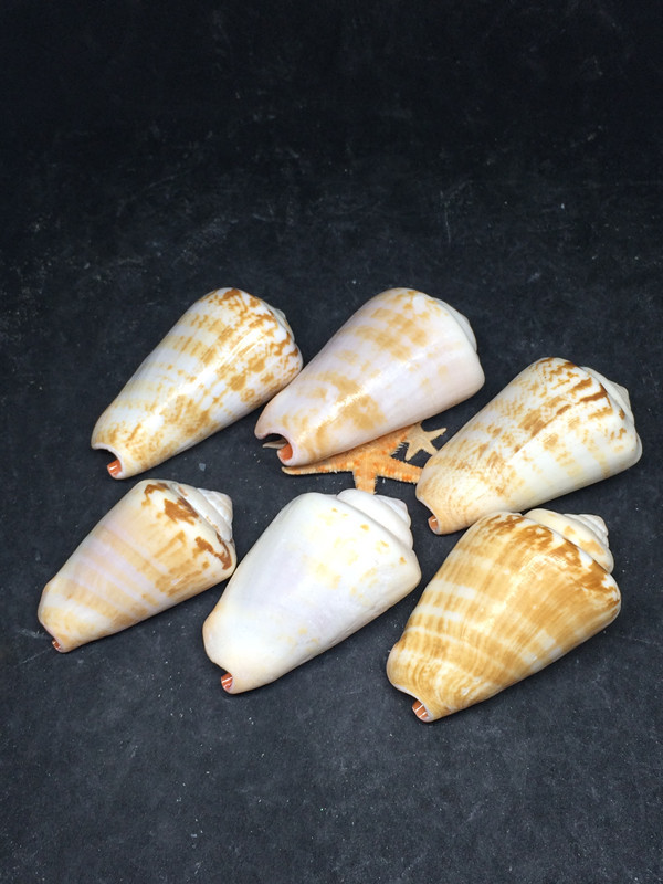 红口螺鱼缸家居造景微景观装饰天然贝壳海螺