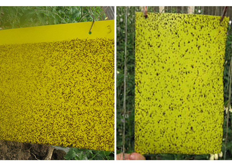 批发双面进口胶粘虫黄板/蓝板/塑料粘虫板/杀虫板/诱虫板 配铁丝