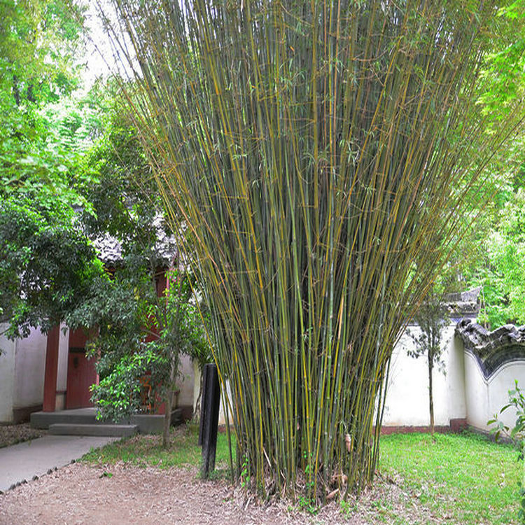 基地批发优质竹子1-10公分的慈孝竹,树干直,成活率高,质量保证 - 苗木