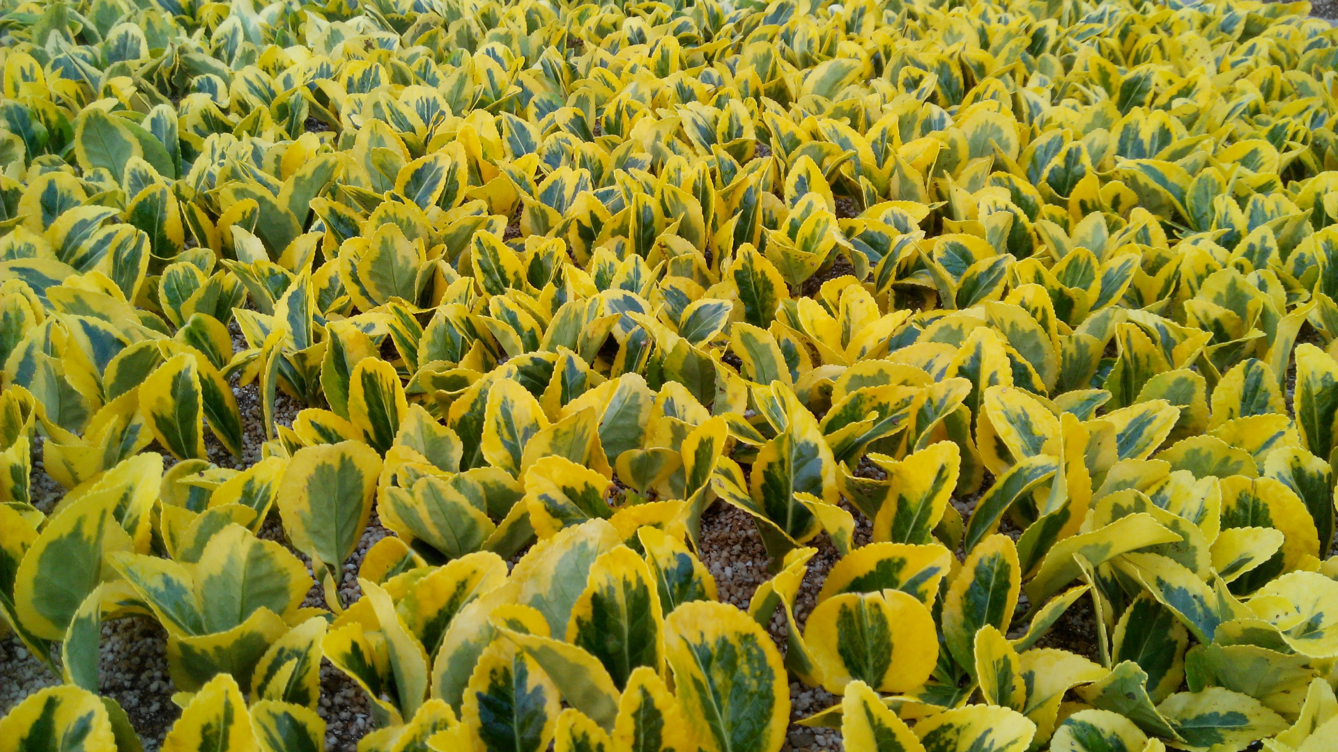 大小金边金镶玉雀舌瓜子珍珠黄杨 成活率高