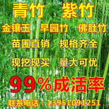 【竹子苗】_竹子苗厂家_竹子苗批发市场