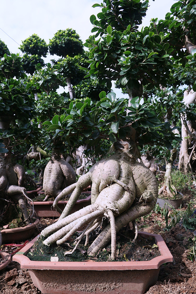 富坤园艺 室内盆栽植物人参榕树办公室盆景地瓜榕观叶 基地直销