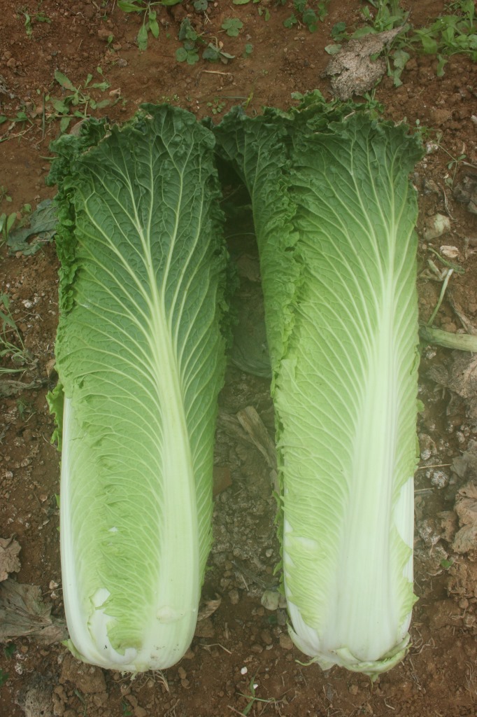 产地/厂家 广西 净度 正常(%) 发芽率≥ 000(%) 品种 大白菜 品种纯度