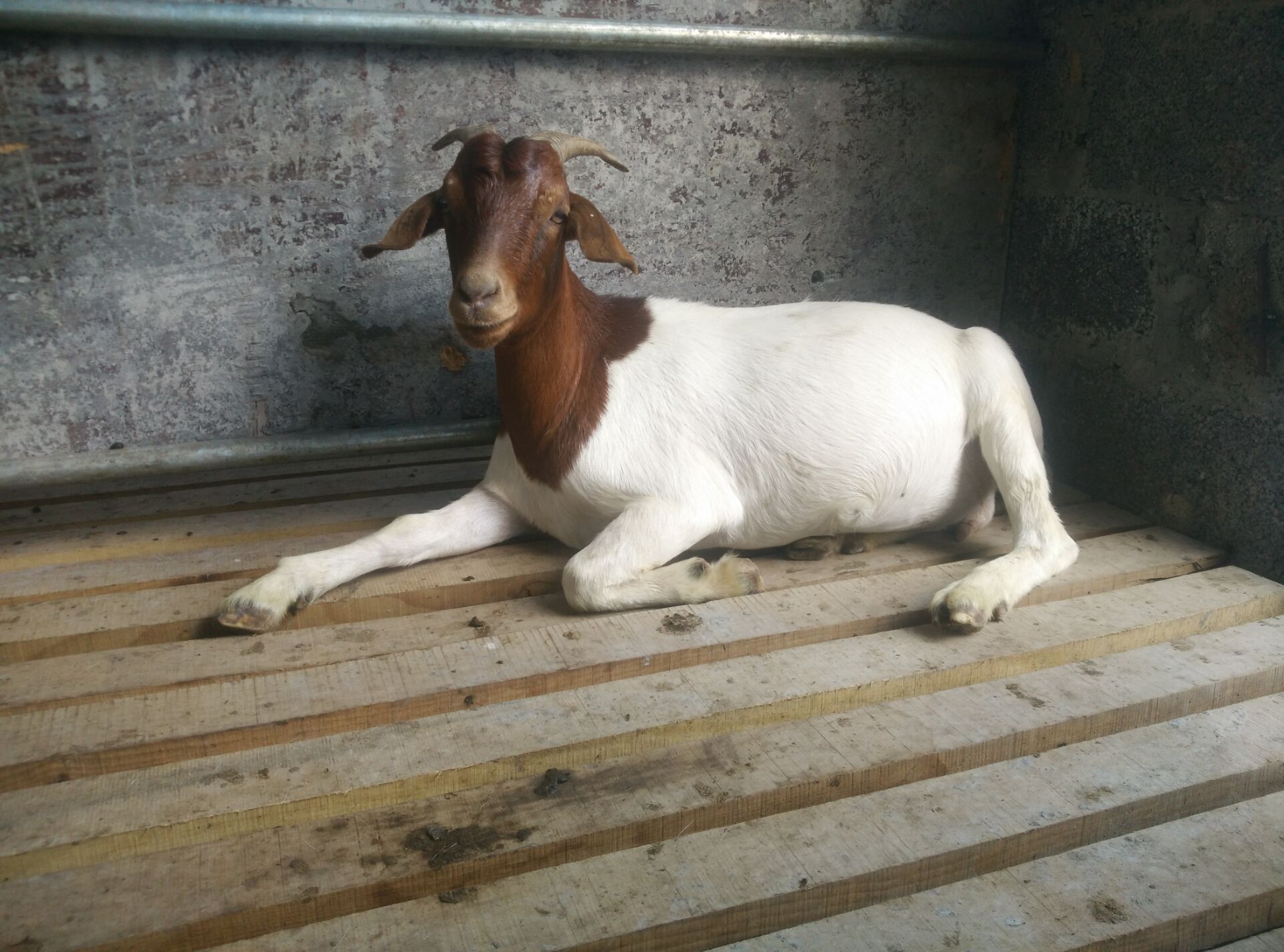 销售波尔山羊纯种波尔山羊恩施大型基地大量供应