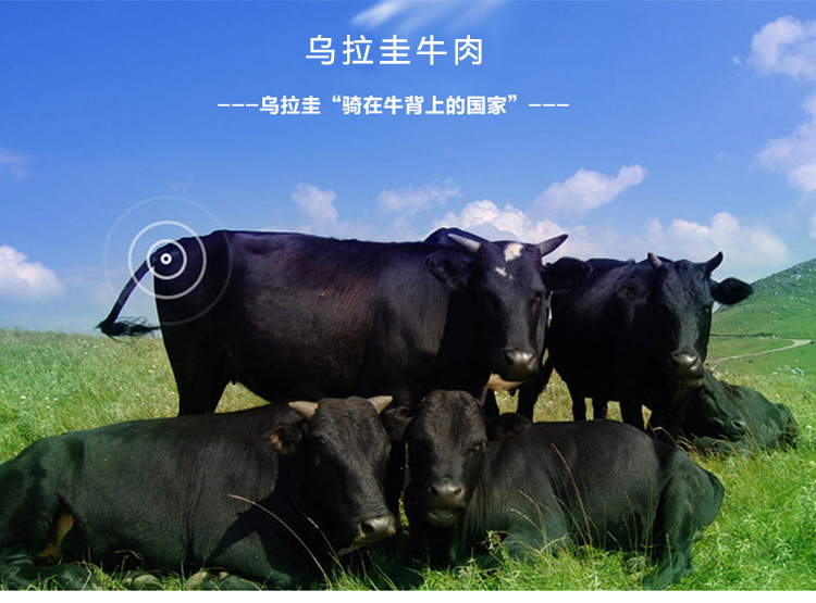 新西兰进口优质新鲜冷冻牛肉牛腱子 牛腿鲜肉原装抄码 生鲜肉制品