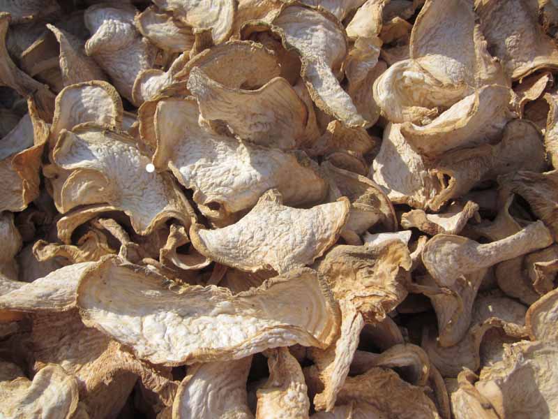 恰玛古提取物 芜菁提取物