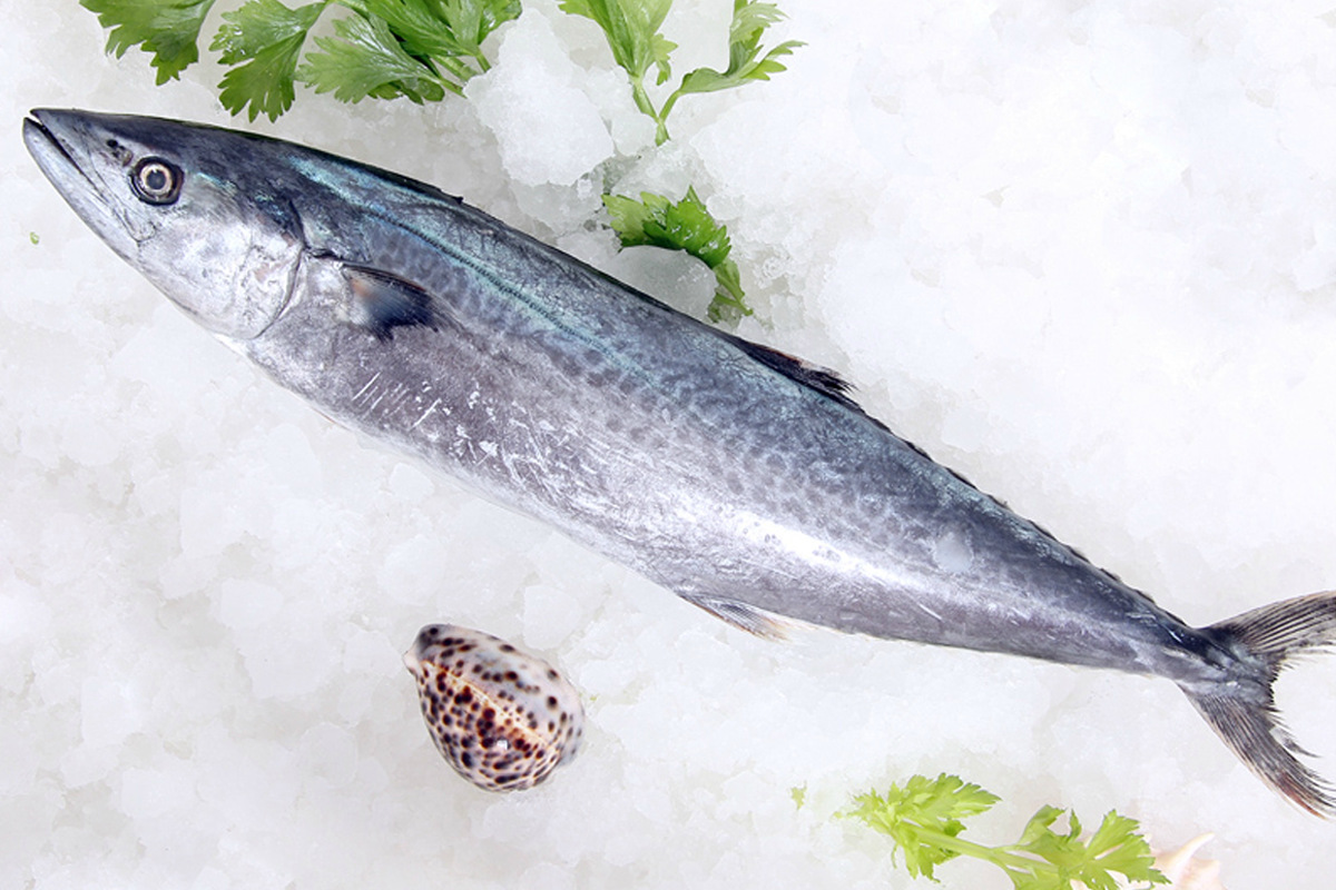 现货供应多种巴鱼鲅鱼 马鲛鱼新鲜水产品 冷冻营养鱼肉