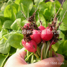 樱桃萝卜价格_今日最新樱桃萝卜价格行情走势