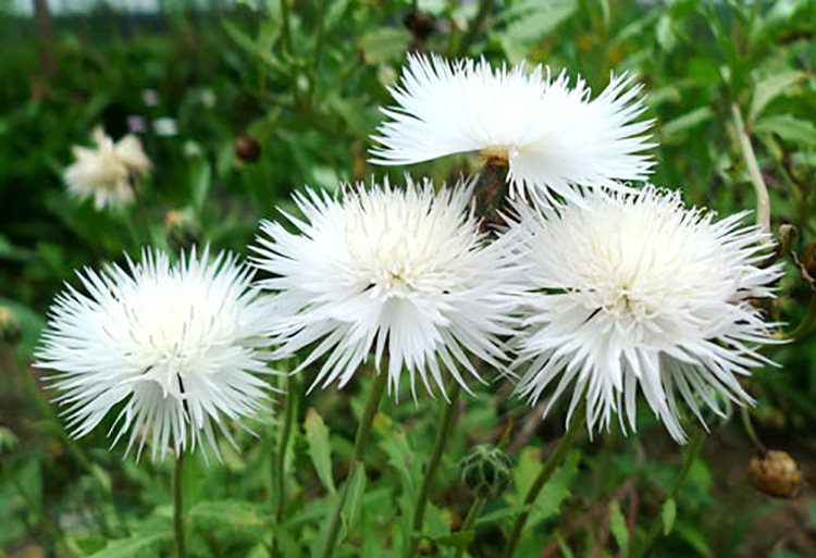香矢车菊花种子阳台盆栽四季易种花草种子批发花海春秋季花卉种
