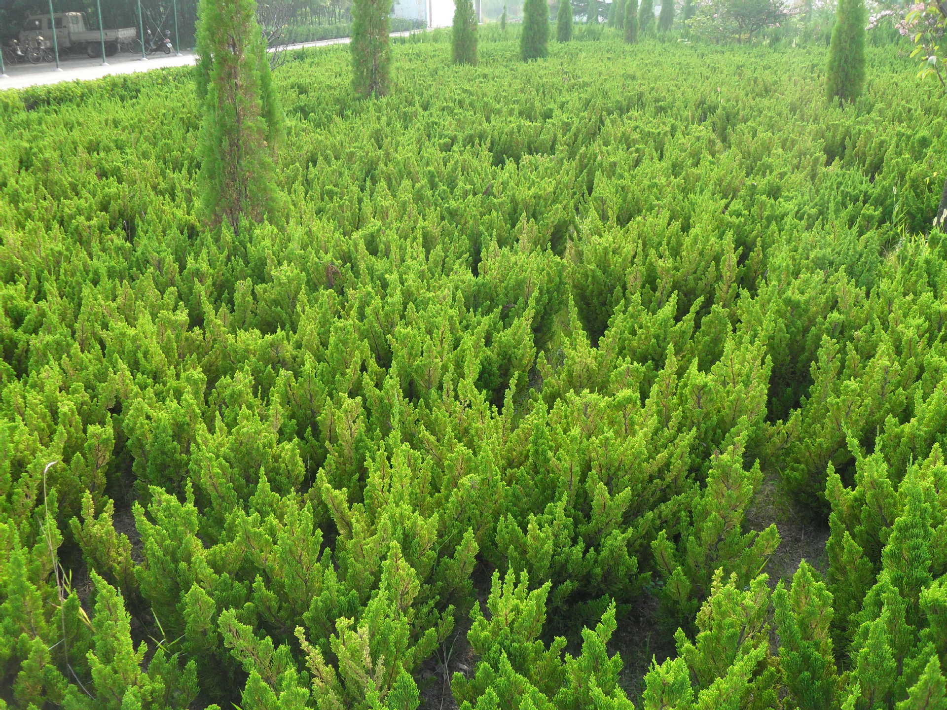 批发大量杯体 龙柏 龙柏苗 龙柏柱等绿化苗 管理技术 .