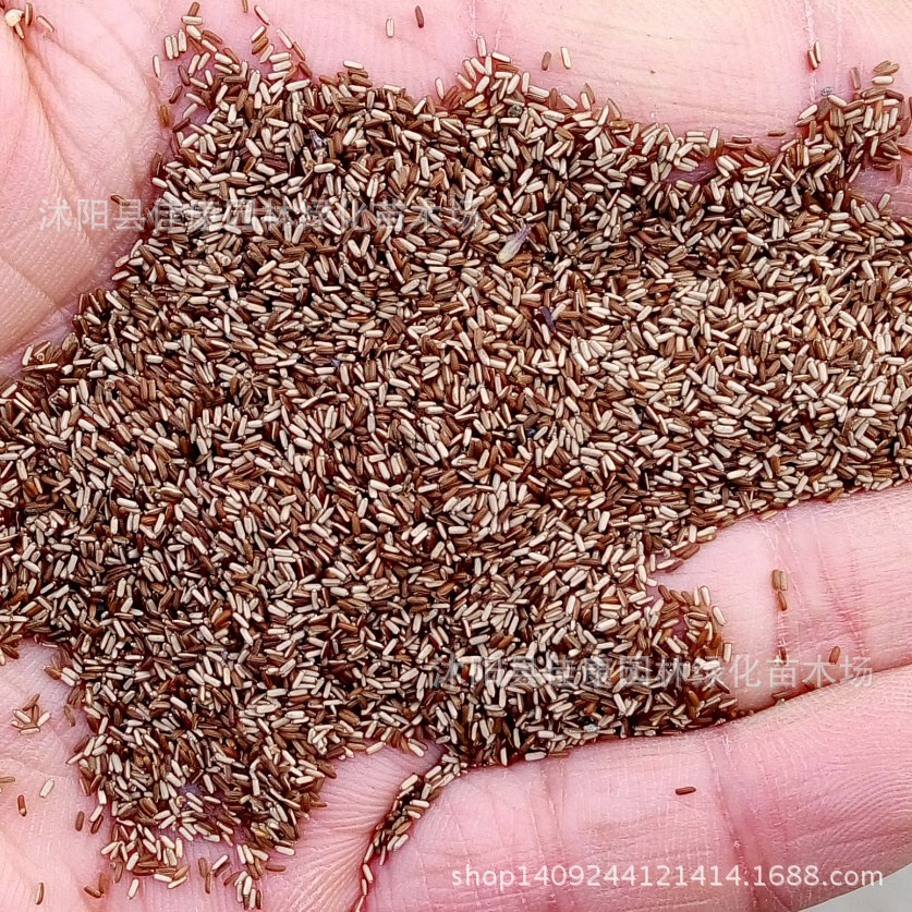 草花种子 马鞭草种子 紫顶龙芽草种子 野荆芥 1件=1斤