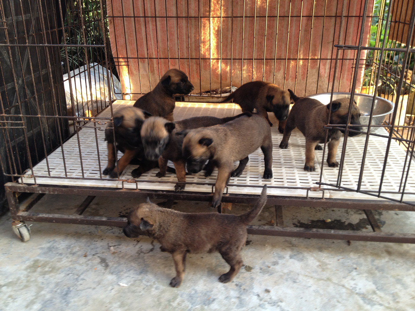 山东特种养殖场常年面向全国销售马犬 马犬幼犬 比特犬 比特犬幼犬